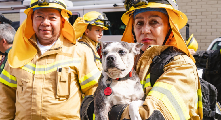 Un propósito: promover la adopción en el Día Mundial del Perro