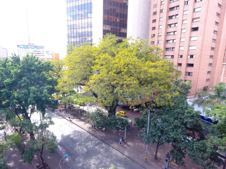 Una ceiba de 168 años es el árbol más longevo de la ciudad