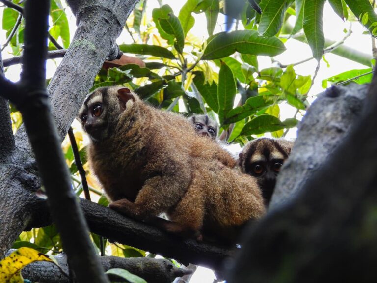 La curiosa especie de animal silvestre que nació en Barbosa