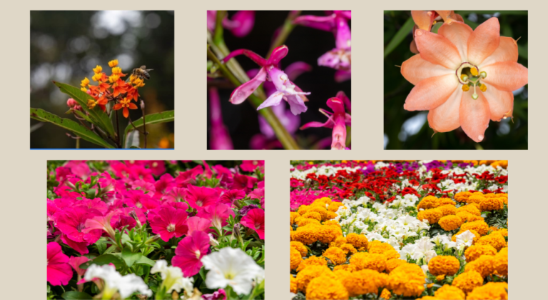Antioquia y su inventario de flores