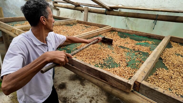 Alianza para transformar los cultivos de 200 productores de café en Medellín