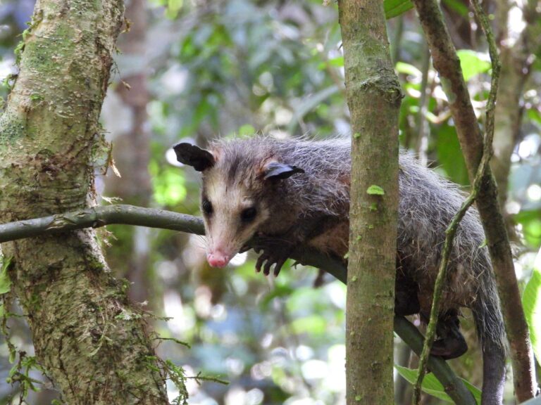 En el Día Nacional de la Vida Silvestre incentivan retorno de especies a su hábitat
