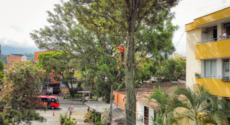Medellín avanza en la atención de árboles en riesgo: ya han sido intervenidos el 80 %