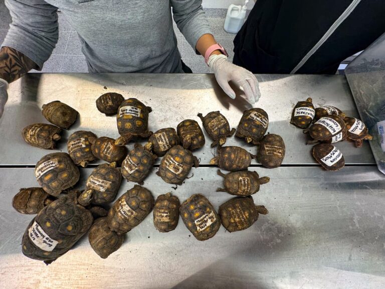 Alerta en el Valle de Aburrá por tráfico ilegal de tortugas morrocoy