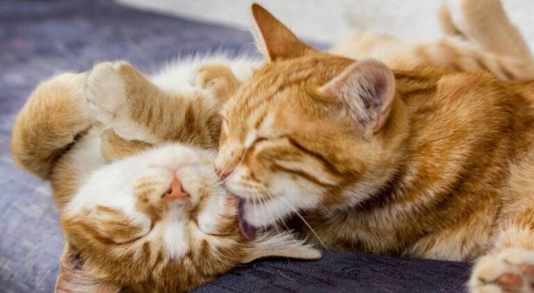 Alergias y gatos: claves para una convivencia posible