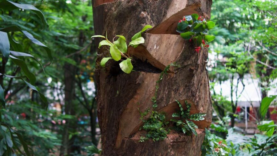 Un árbol talado renace como refugio de vida en Provenza - Vivir en El ...