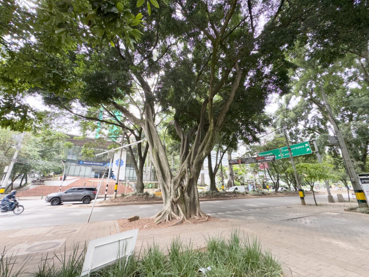 Tala controlada árbol carrera 43 A avenida El Poblado