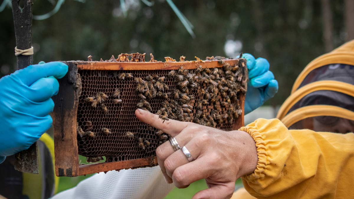 Abejas sin aguijón unen familias en Oriente