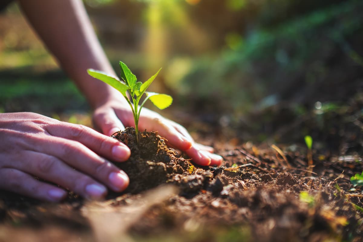 imagen-de-primer-plano-de-personas-preparandose-para-cultivar-un-pequeno-arbol-con-tierra-en-el-jardin (1)