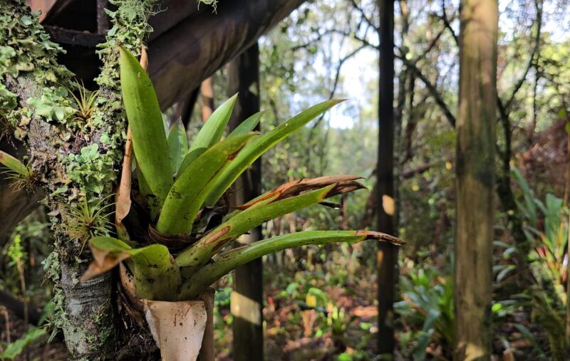 Proteccion de la flora y fauna en el Aburra