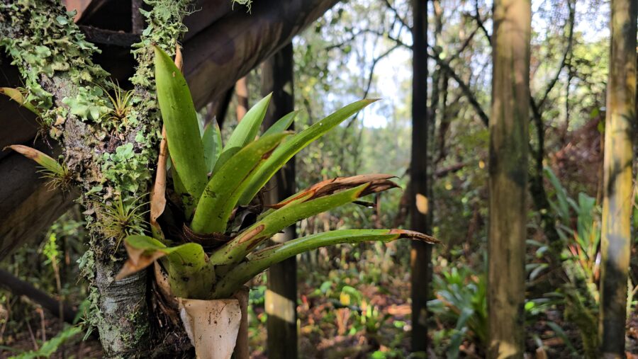 Proteccion de la flora y fauna en el Aburra