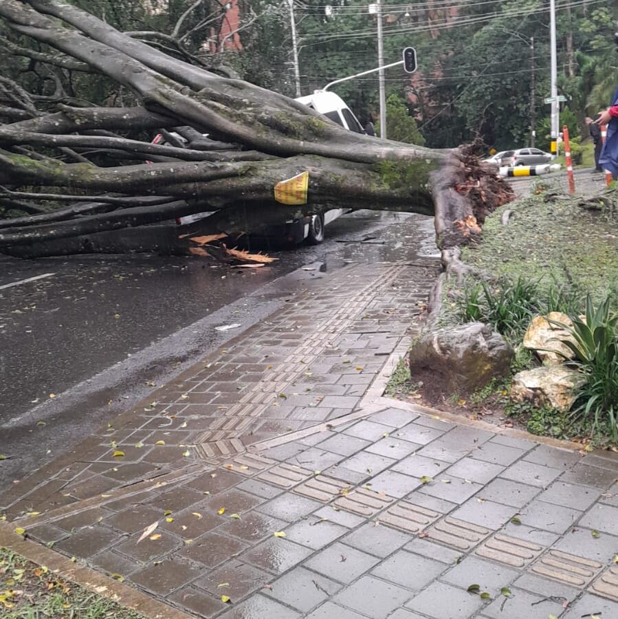 Lluvias aguacero inundaciones árbol
