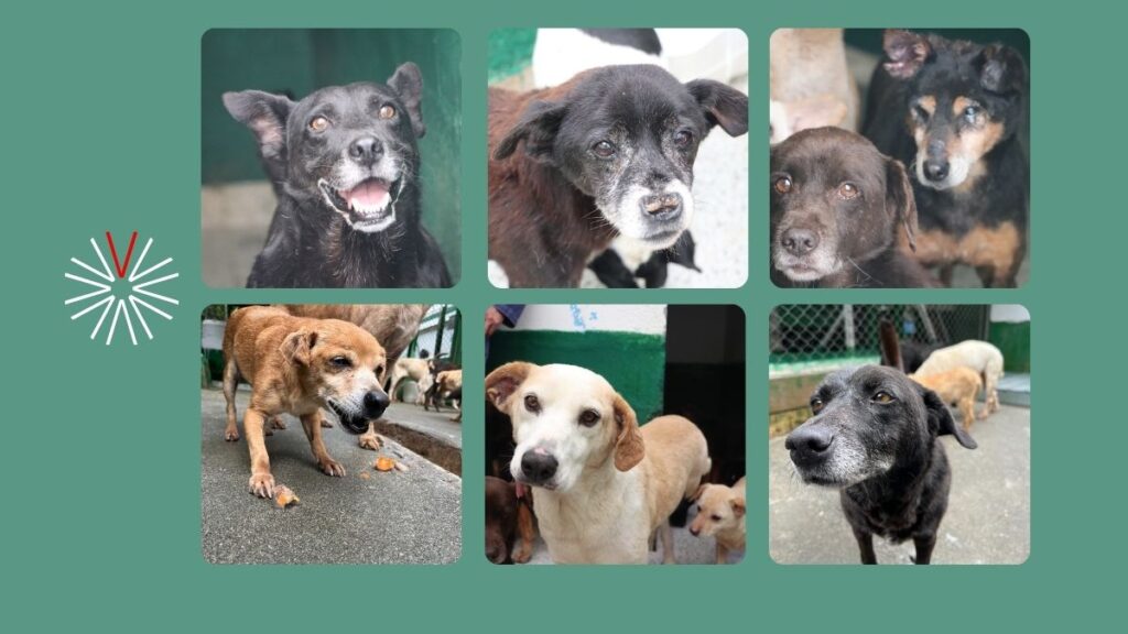 Los ‘viejitos de La Perla’ buscan un hogar definitivo. Aquí un instructivo de cómo adoptar