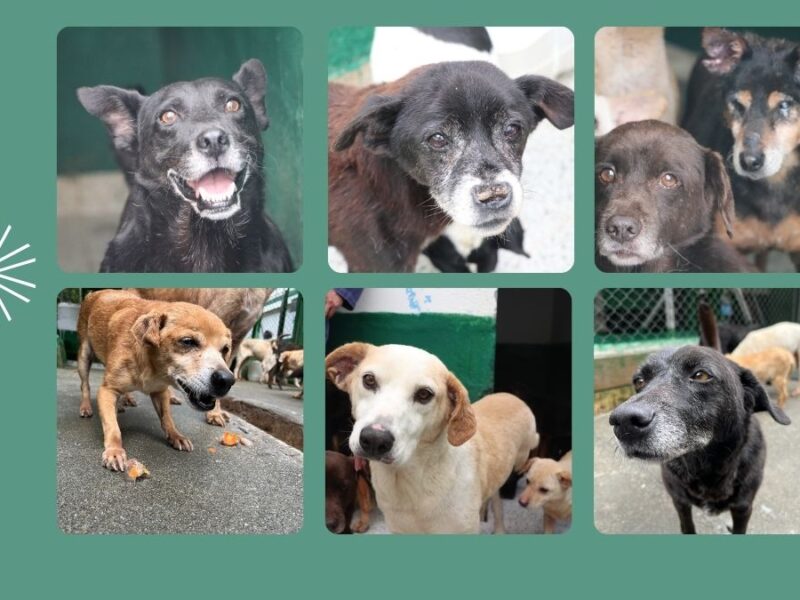 Los ‘viejitos de La Perla’ buscan un hogar definitivo. Aquí un instructivo de cómo adoptar