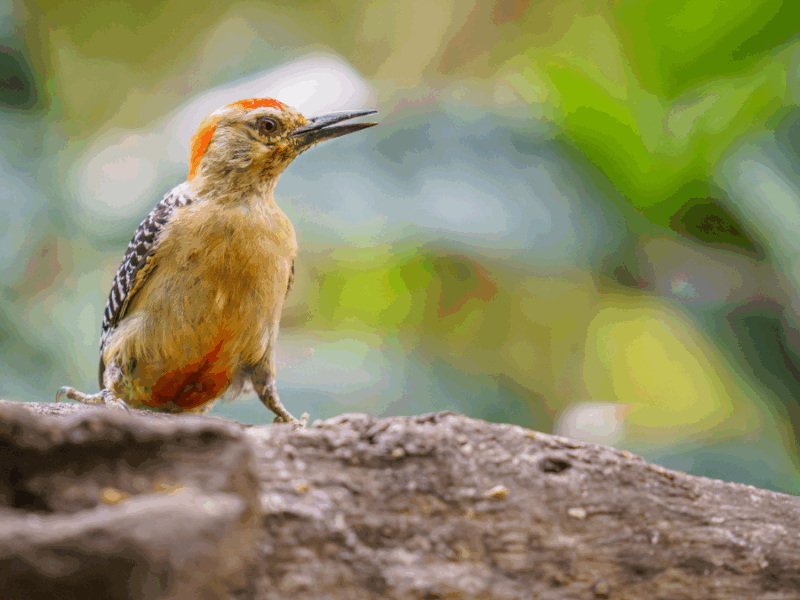 Talleres y charlas sobre conservación y ornitología, salidas de observación de aves, exposiciones artísticas y otras actividades hacen parte de este festival ecológico que promueve, a su vez, la conservación de nuestra naturaleza.