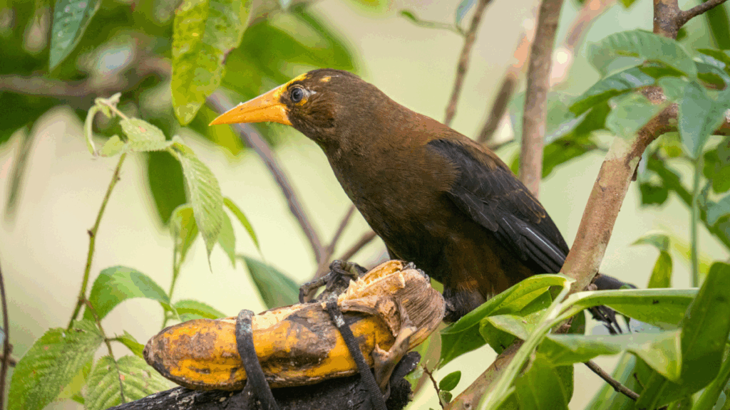 Oropéndola variable aves pájaros