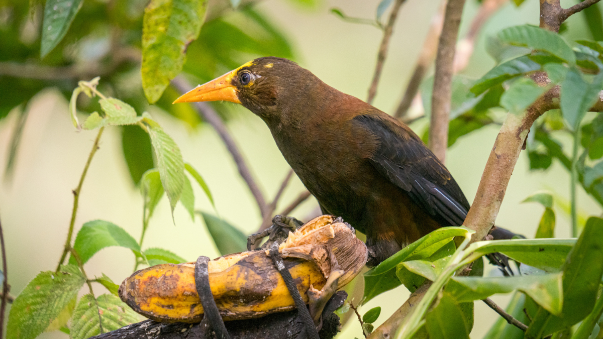 Oropéndola variable aves pájaros