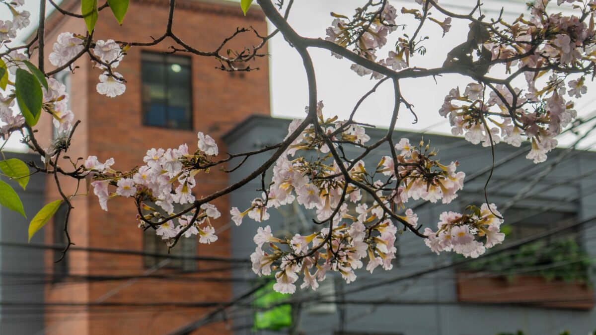 guayacones flores