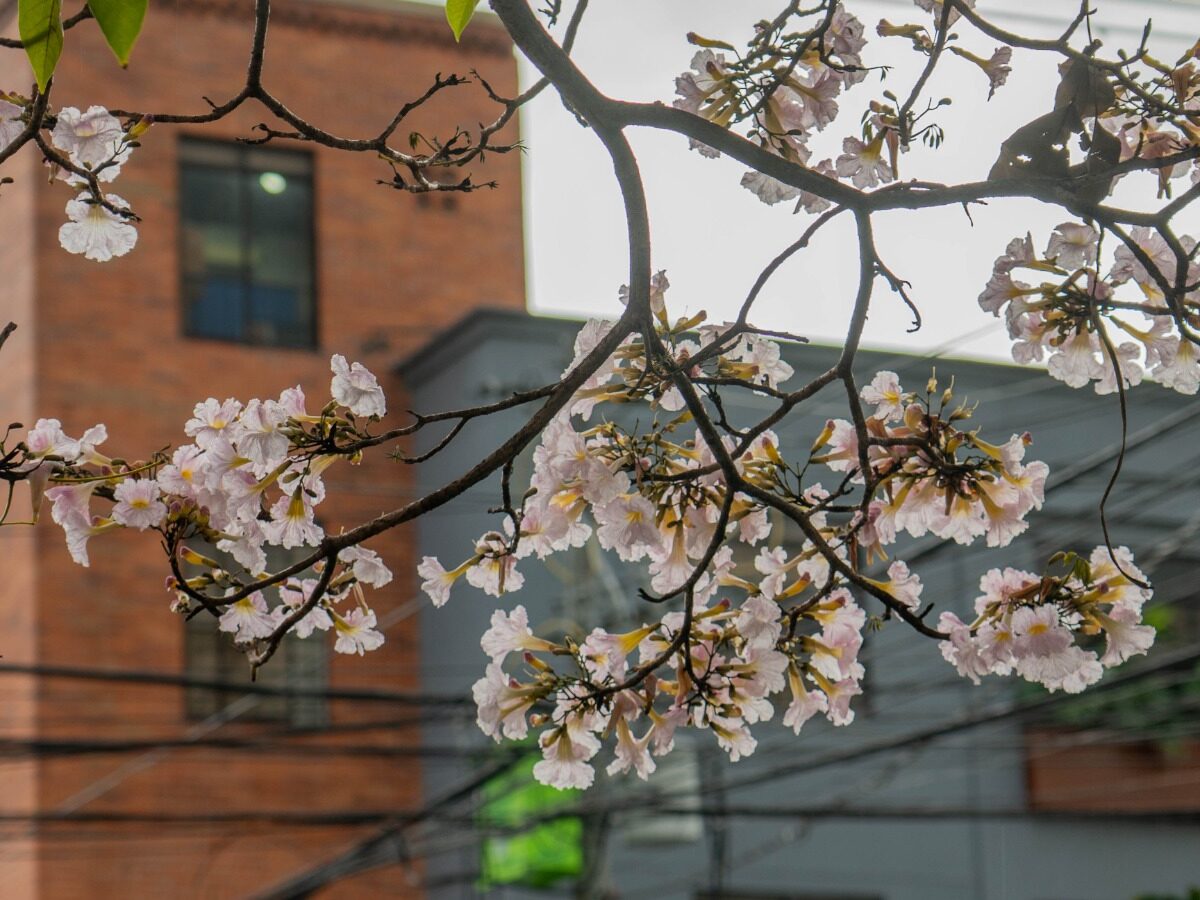 guayacones flores