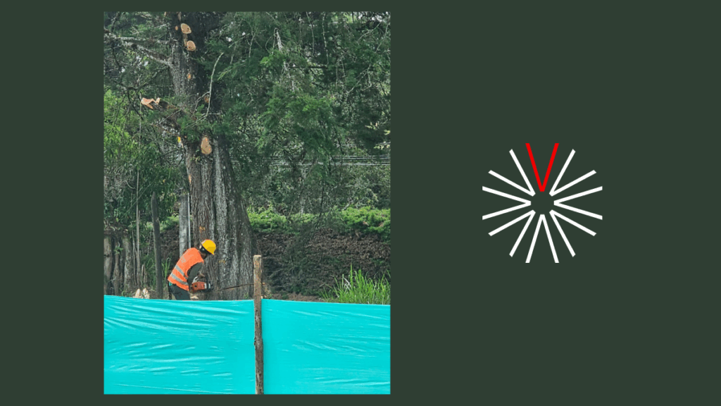 Tala de árboles en Llanogrande