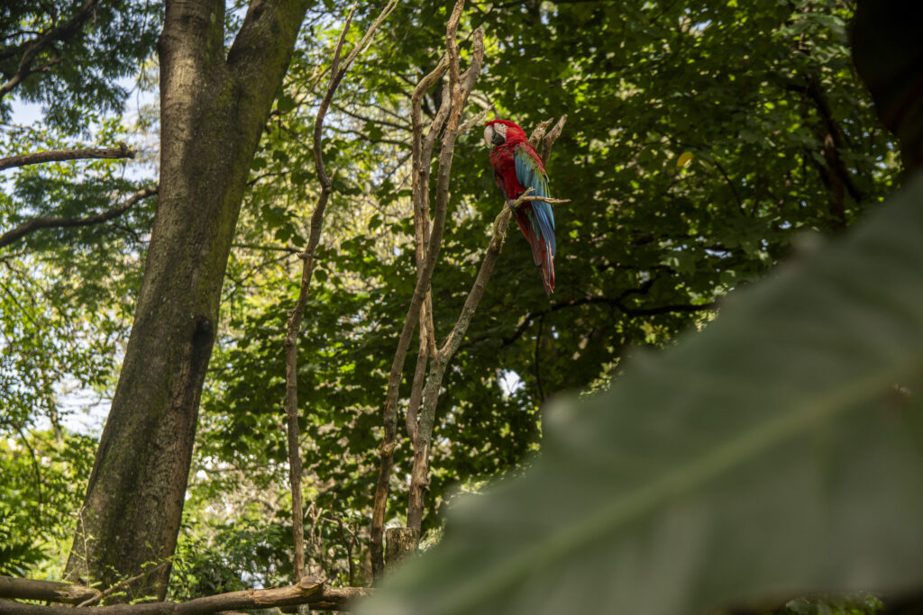 Guacamaya El Castillo