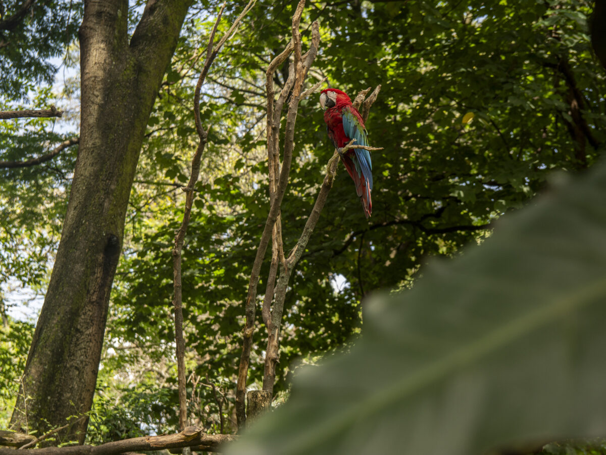 Guacamaya El Castillo