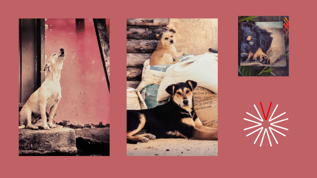 Gozques, un libro con rostros de amor