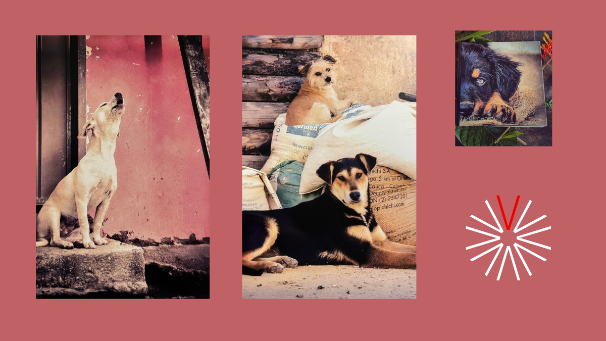 Gozques, un libro con rostros de amor
