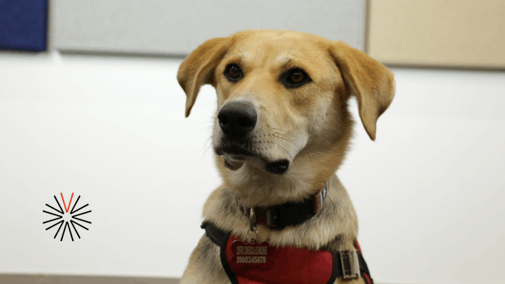 Parque de Moli, un renovado espacio pet friendly en Los Molinos