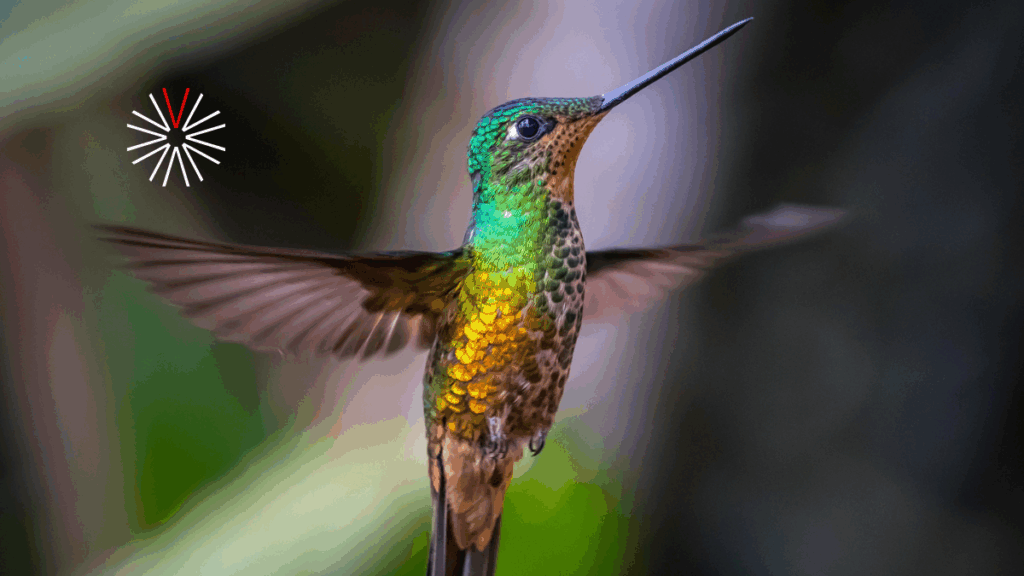 Temporada de colibríes en un lugar especial del Oriente de Antioquia