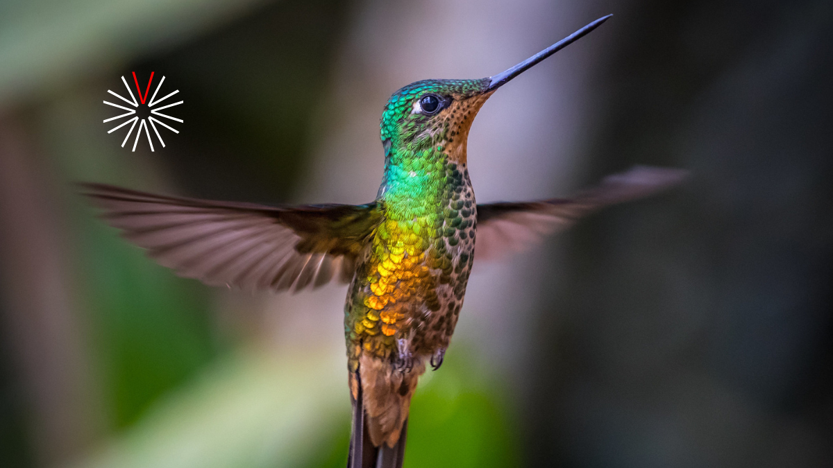 Temporada de colibríes en un lugar especial del Oriente de Antioquia