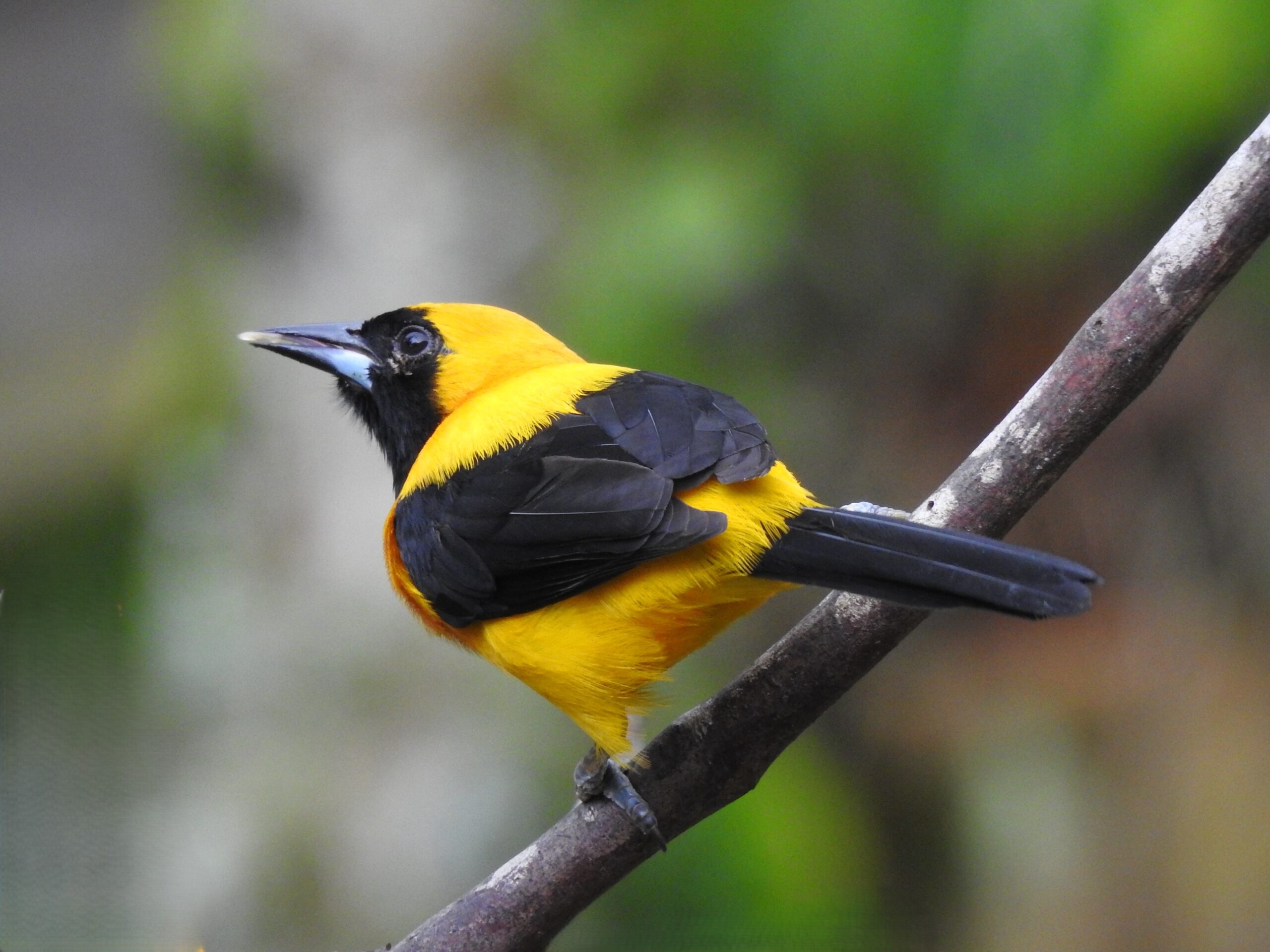 Turpial Montañero