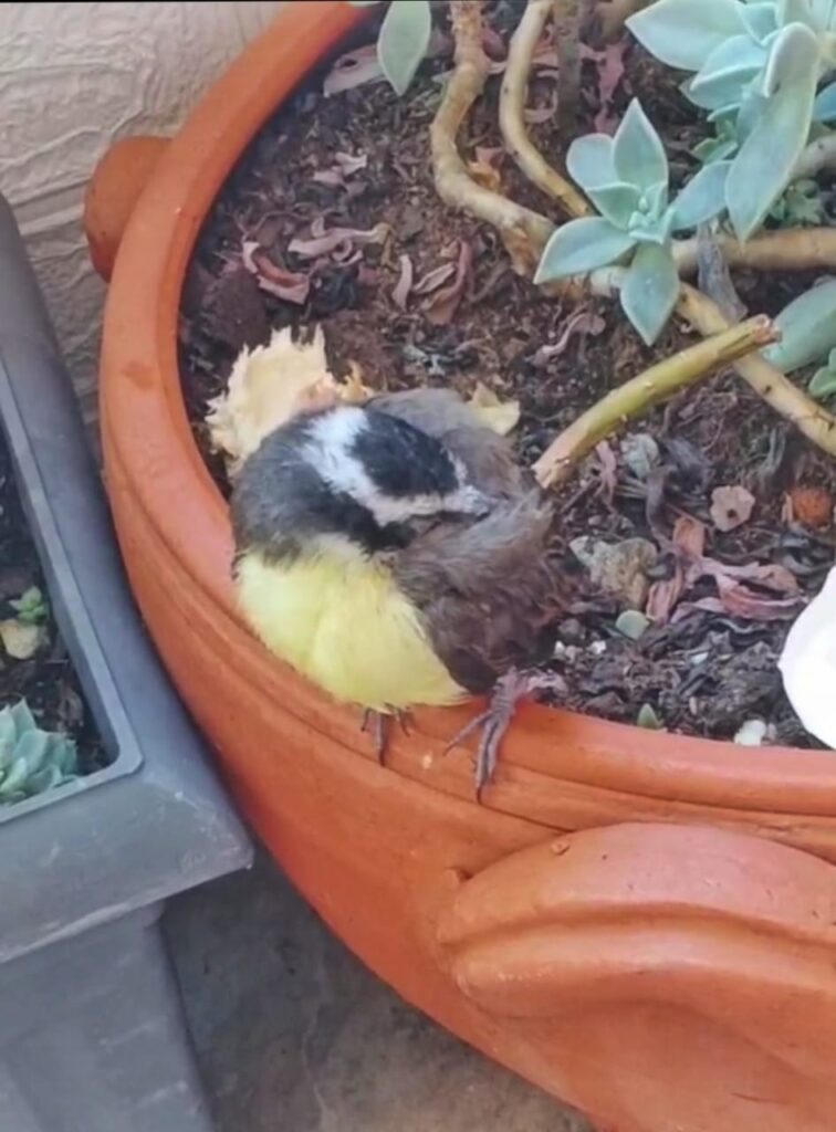 Fauna silvestre Área Metropolitana del Valle de Aburrá emergencias