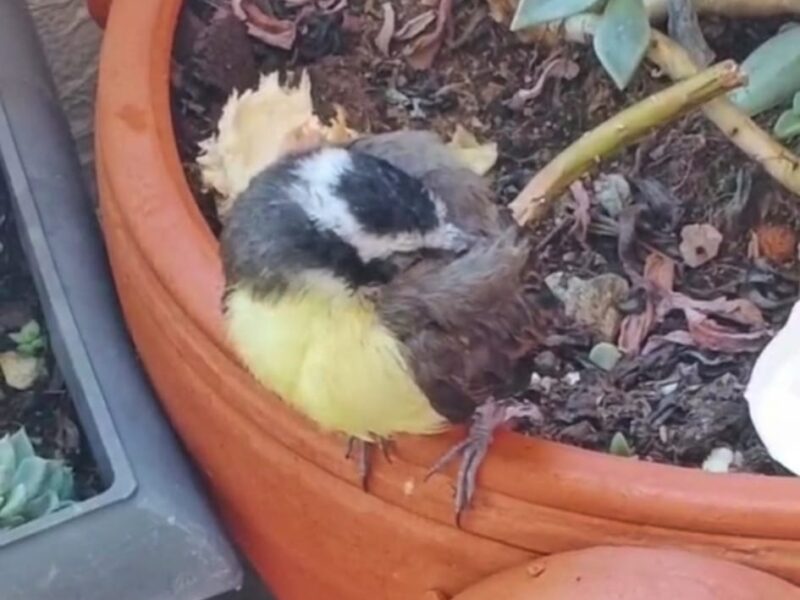 Buen servicio en atención a fauna silvestre