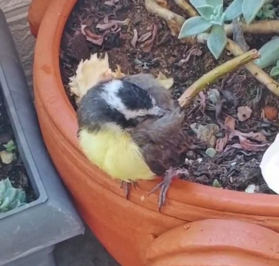 Fauna silvestre Área Metropolitana del Valle de Aburrá emergencias