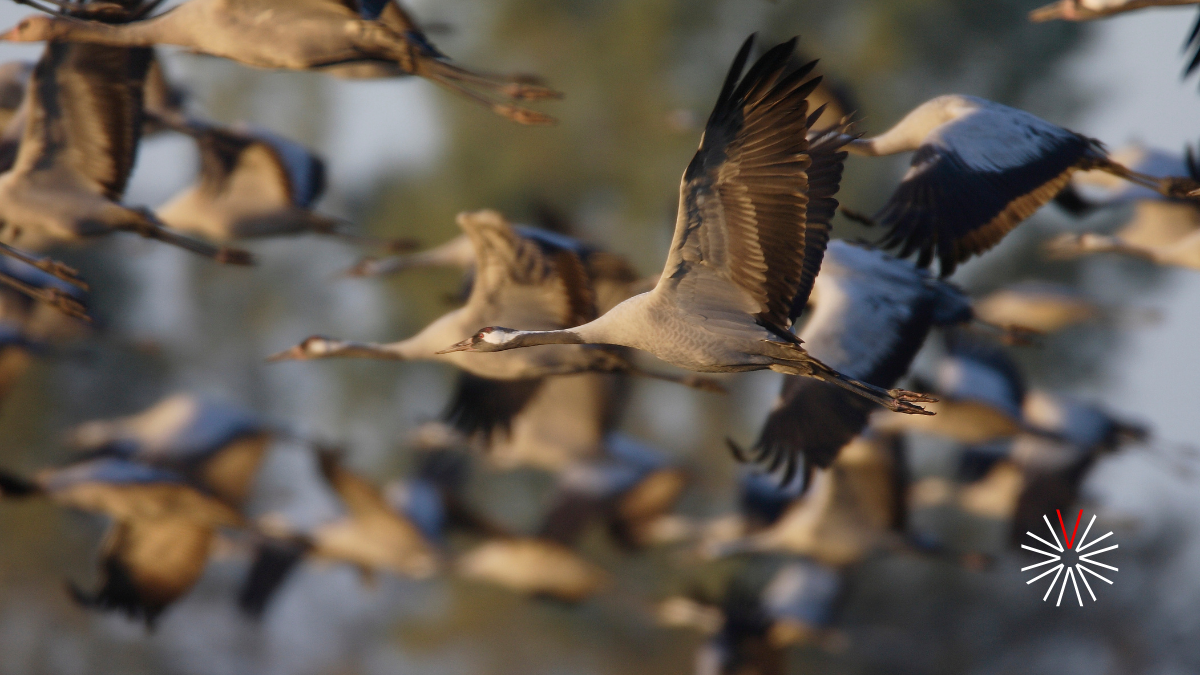 Aves migratorias