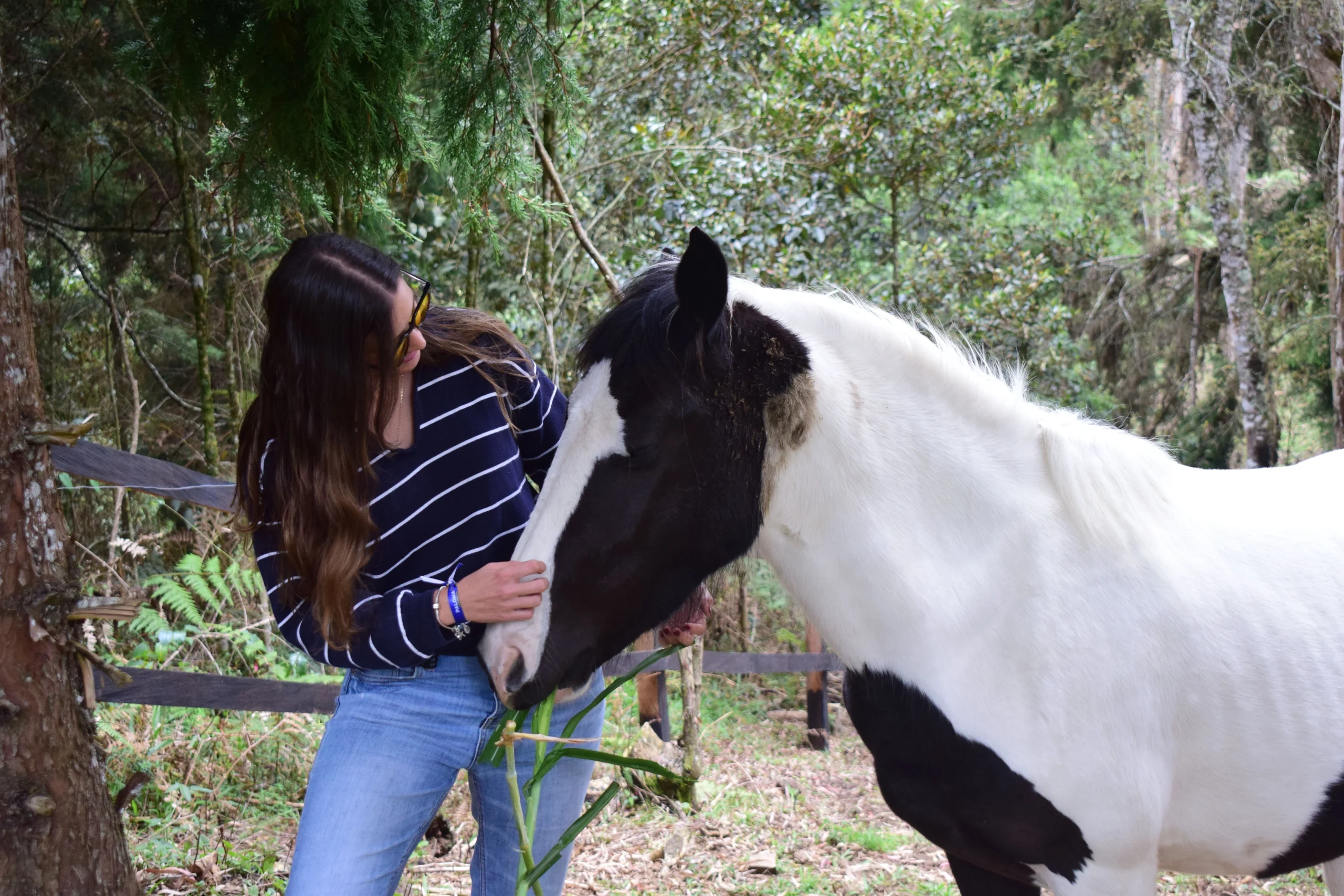 Caballos