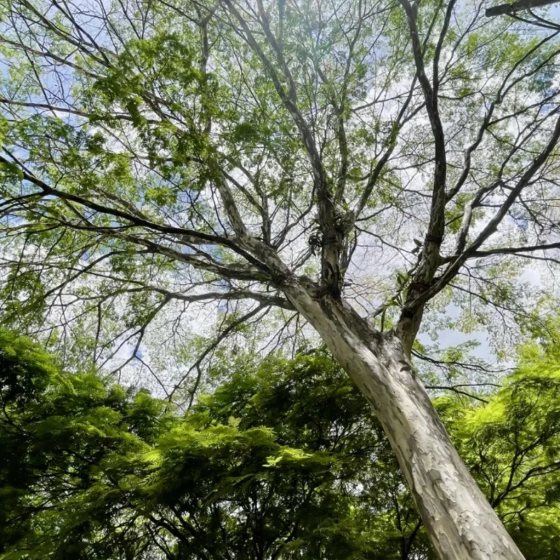 Medellín recibirá conferencia mundial sobre árboles urbanos
