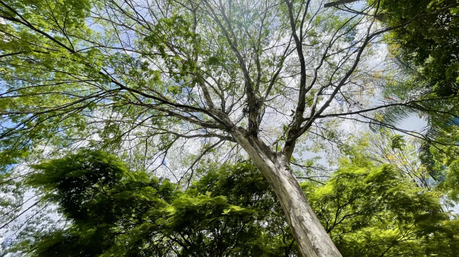 Arboles en Medellín