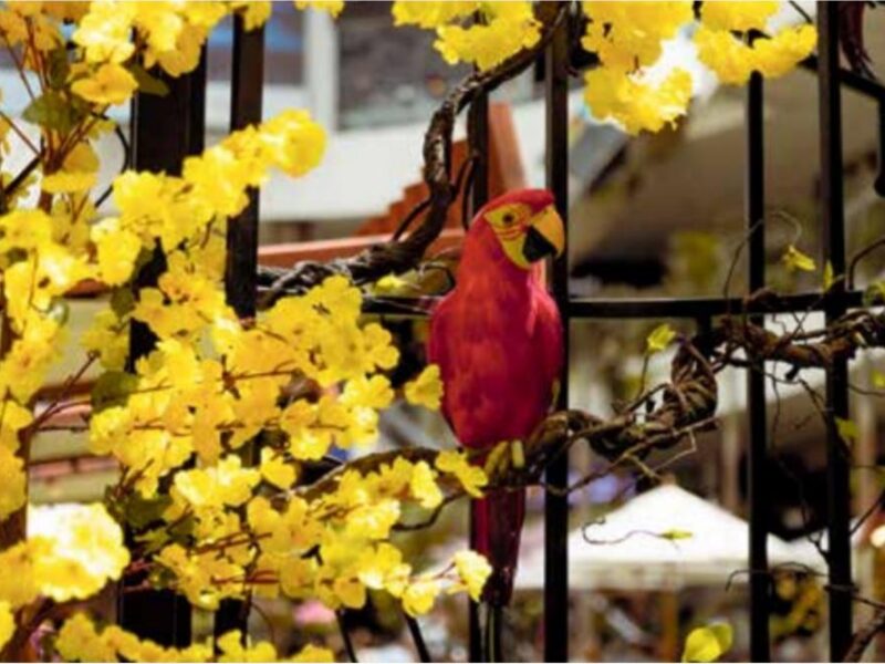 El Tesoro alza el vuelo: una Feria de las Flores para reconectar con las aves de Colombia