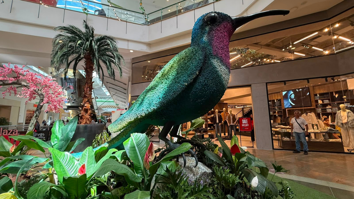 La belleza de las aves adorna a El Tesoro