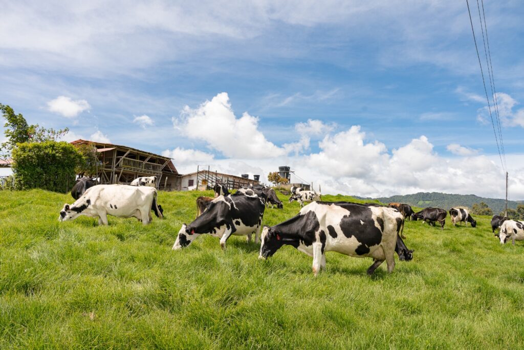 Producción lechera y agroturismo en La Unión