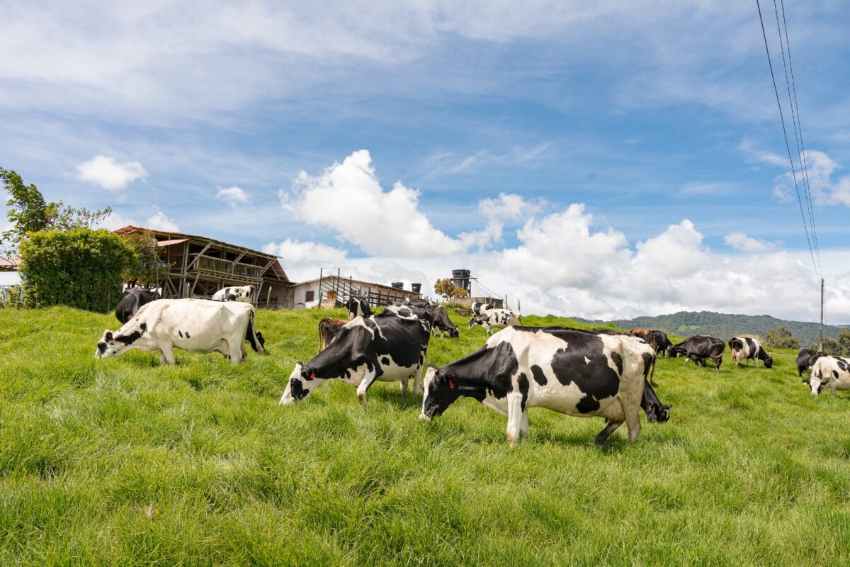 Producción lechera y agroturismo en La Unión