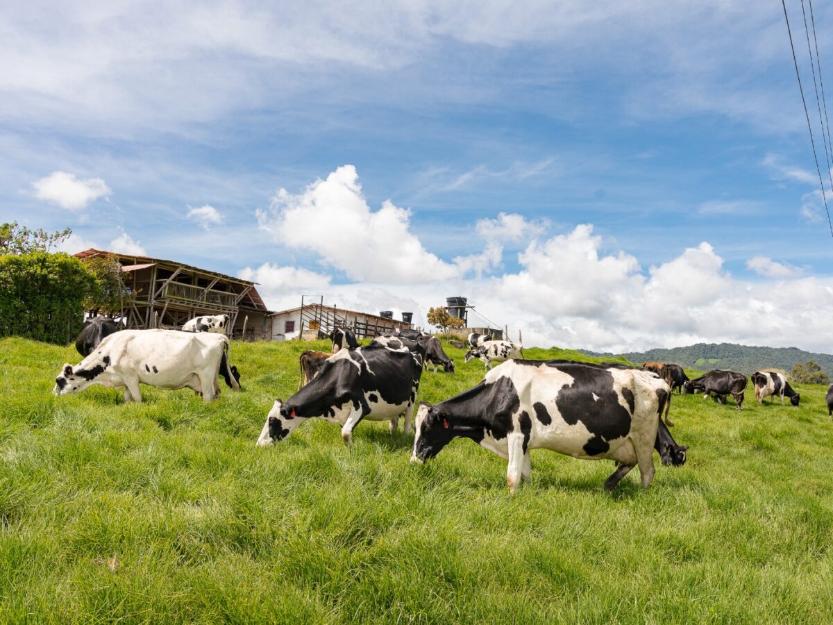 Producción lechera y agroturismo en La Unión
