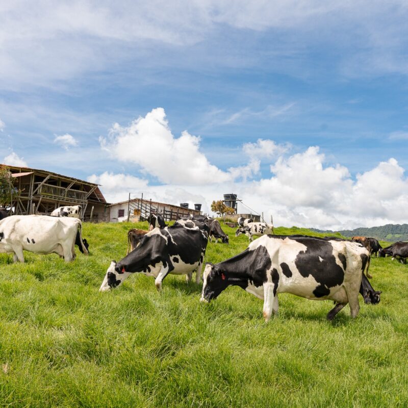 Leche: el negocio que sigue cuajando en La Unión