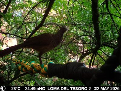 Fauna de El Poblado captada por cámara trampa, en Linares