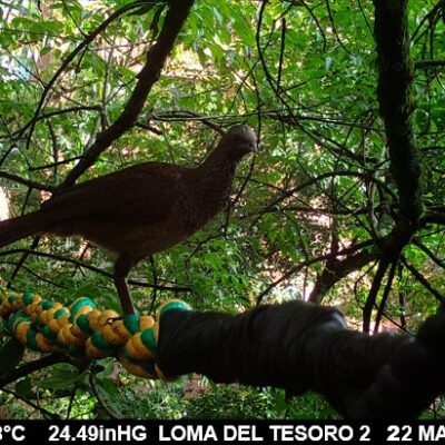 Fauna de El Poblado captada por cámara trampa, en Linares