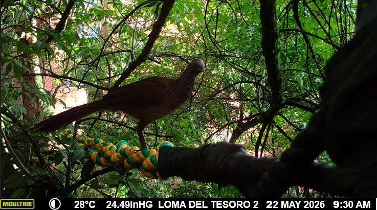 Especies captadas por cámaras trampas en Linares El Tesoro