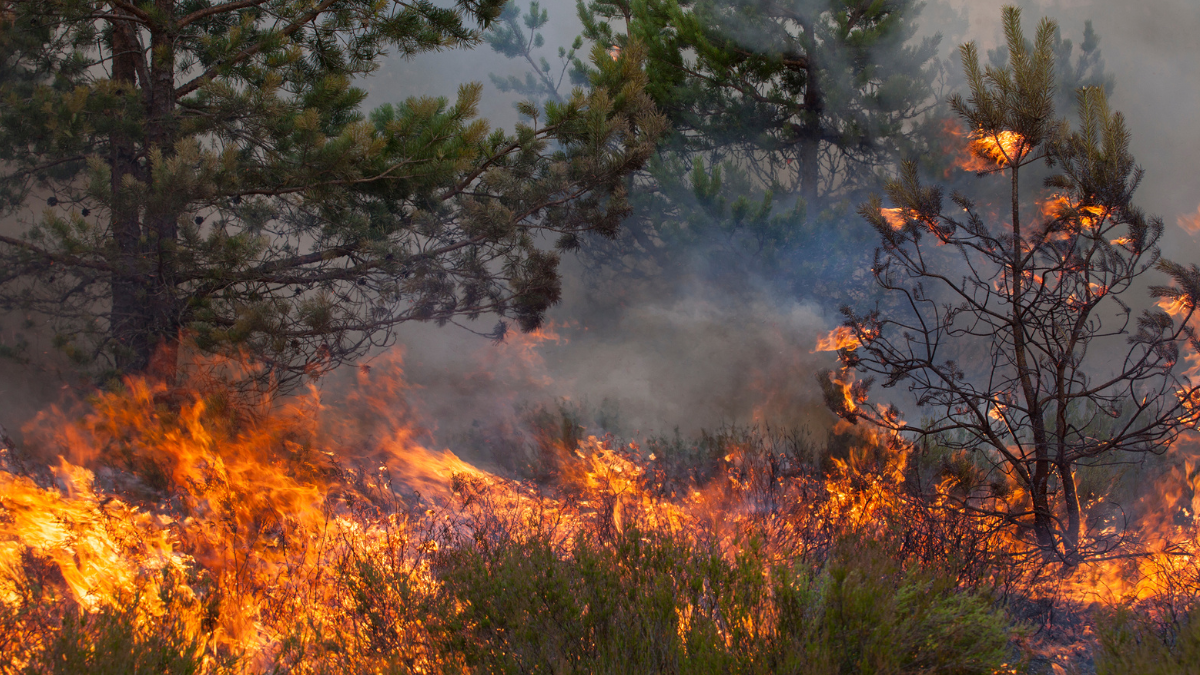 Incendio forestal