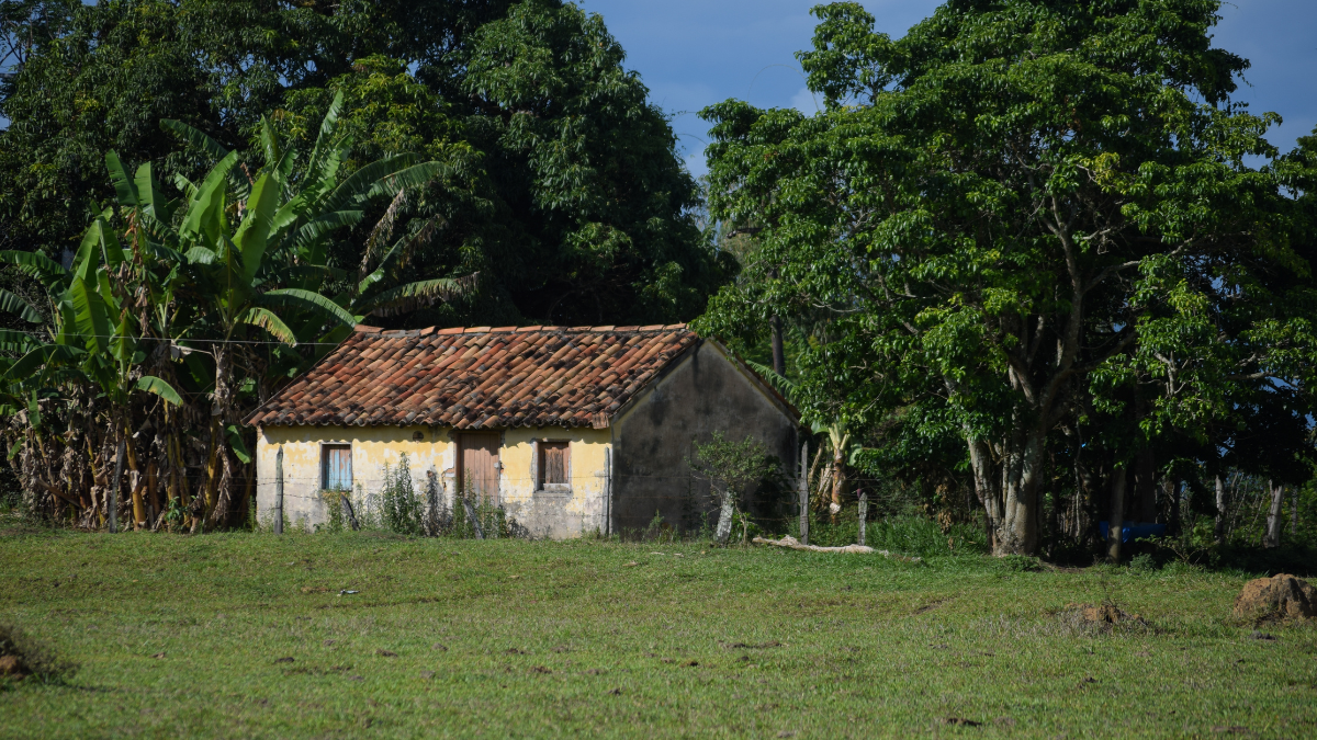 La guadua es “acero vegetal” para las viviendas campesinas (1)
